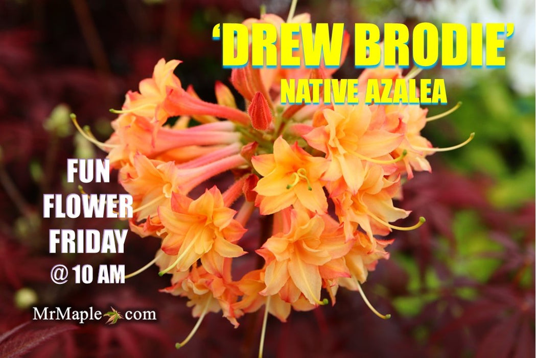 Azalea 'Drew Brodie' Native Oconee Azalea
