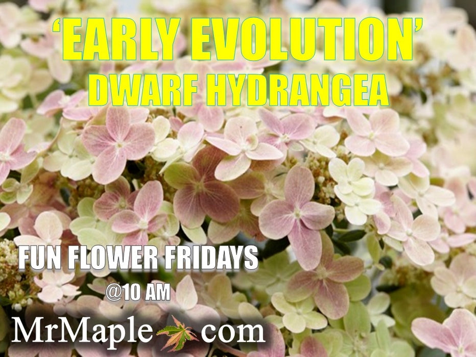 Hydrangea paniculata 'Early Evolution' Dwarf Panicle Hydrangea