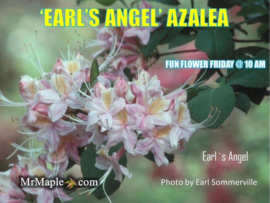 Azalea 'Earl’s Angel’ White Pink Native Azalea
