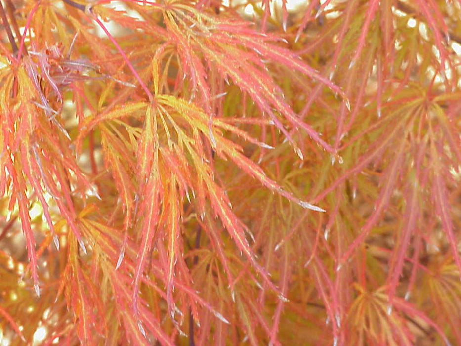 Acer palmatum 'Edgewood' Weeping Japanese Maple