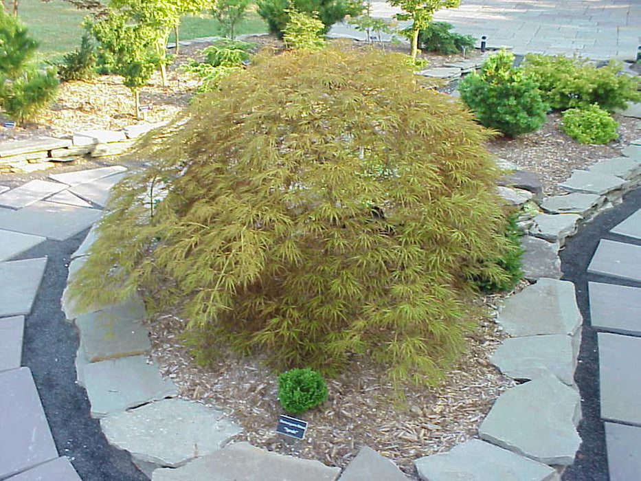 Acer palmatum 'Edgewood' Weeping Japanese Maple