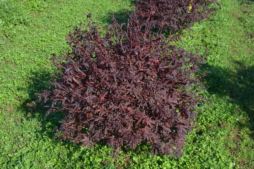 Acer palmatum 'Elizabeth' Dwarf Red Japanese Maple Tree