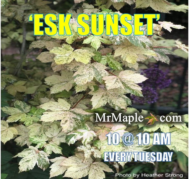 - Acer pseudoplatanus 'Esk Sunset' Rare Variegated Eskimo Sunset Maple - Mr Maple │ Buy Japanese Maple Trees