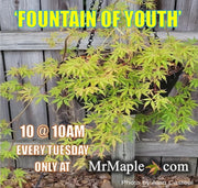 - Acer palmatum 'Fountain of Youth' Japanese Maple - Mr Maple │ Buy Japanese Maple Trees