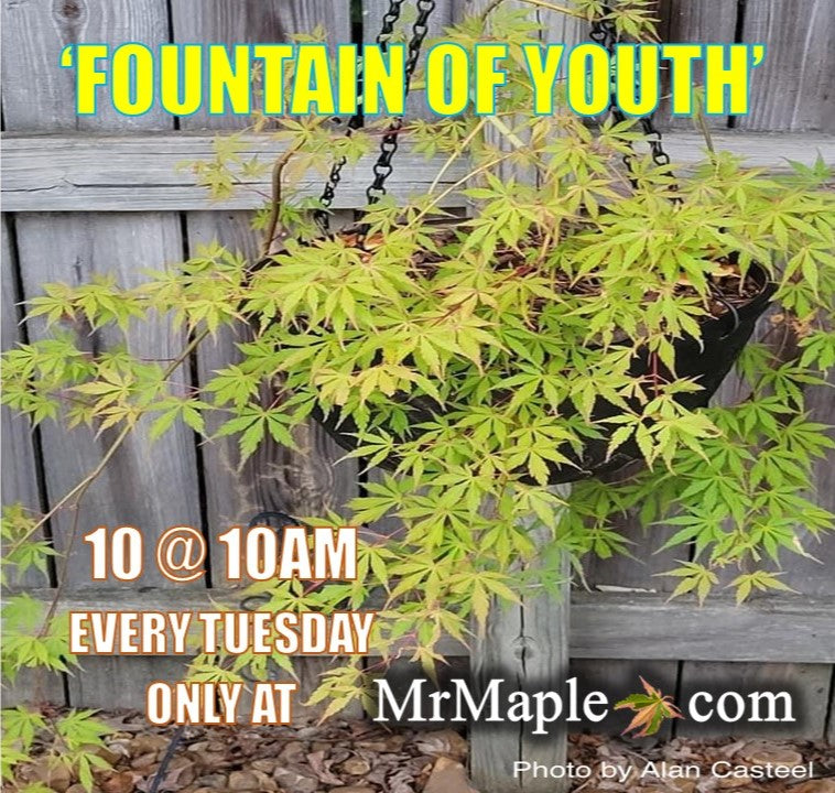 - Acer palmatum 'Fountain of Youth' Japanese Maple - Mr Maple │ Buy Japanese Maple Trees