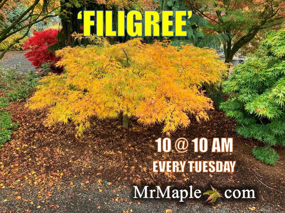 Acer palmatum 'Filigree' Weeping Japanese Maple