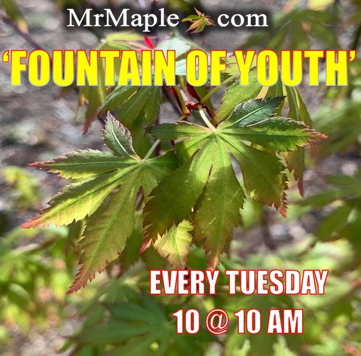 - Acer palmatum 'Fountain of Youth' Japanese Maple - Mr Maple │ Buy Japanese Maple Trees
