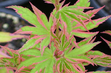 - Acer palmatum 'Beni shichihenge' Pink Variegated Japanese Maple - Mr Maple │ Buy Japanese Maple Trees