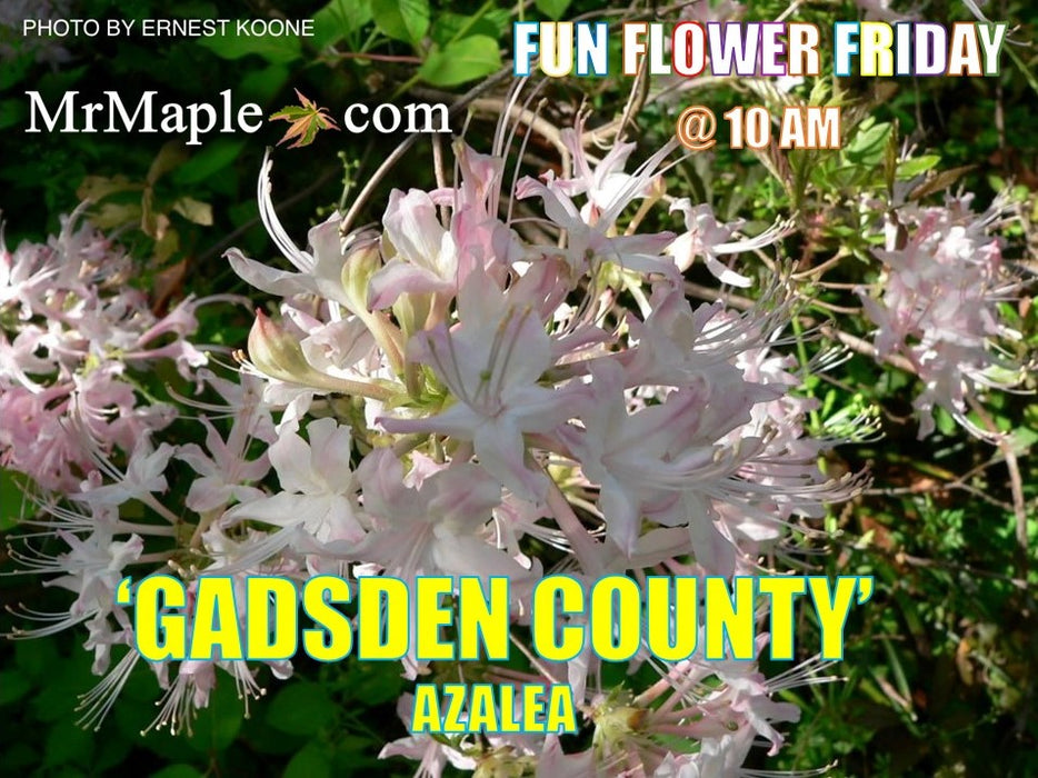 Azalea 'Gadsden County' Piedmont Azalea Native