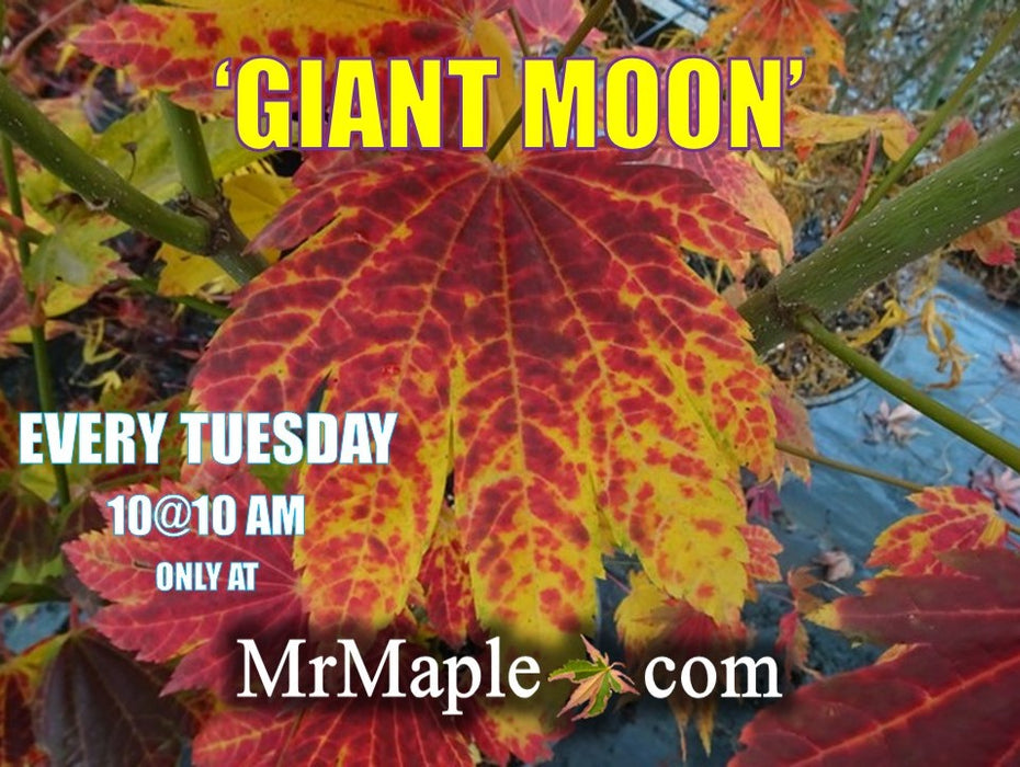 Acer japonicum 'Giant Moon' Full Moon Japanese Maple
