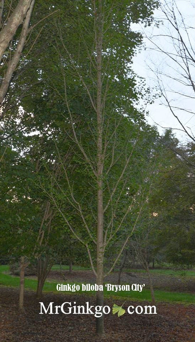 Ginkgo biloba 'Bryson City' Narrow Vase Ginkgo Tree