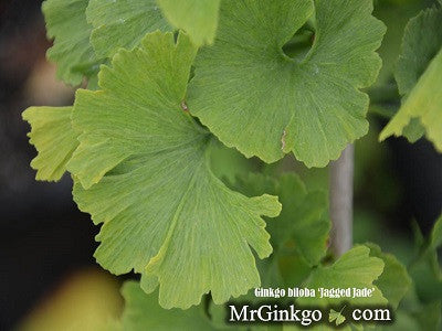 Ginkgo biloba 'Jagged Jade' Unusual Leaf Male Ginkgo Tree
