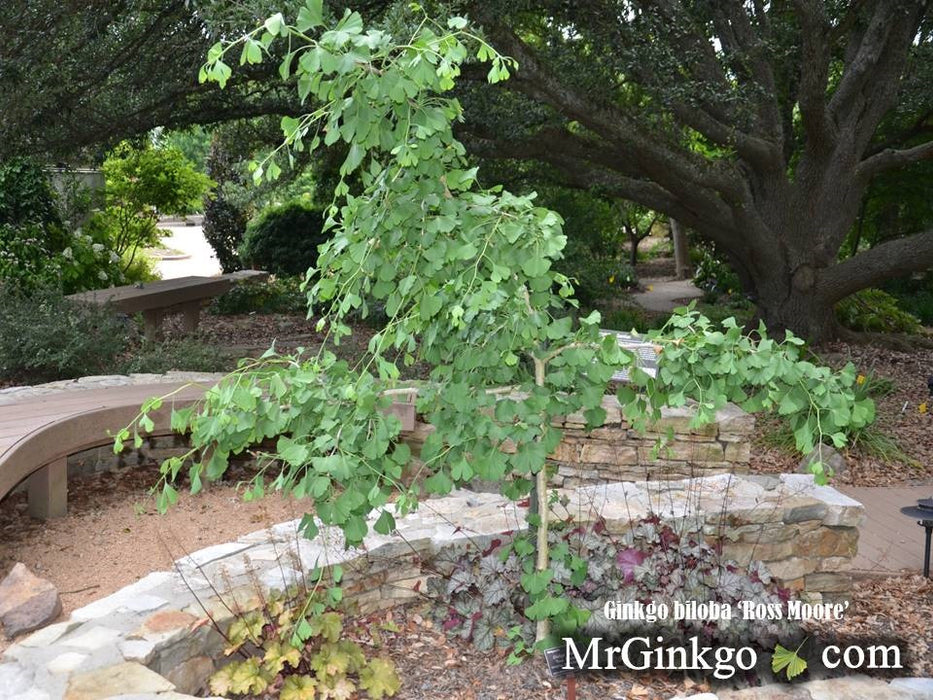 Ginkgo biloba 'Ross Moore' Weeping Ginkgo Tree