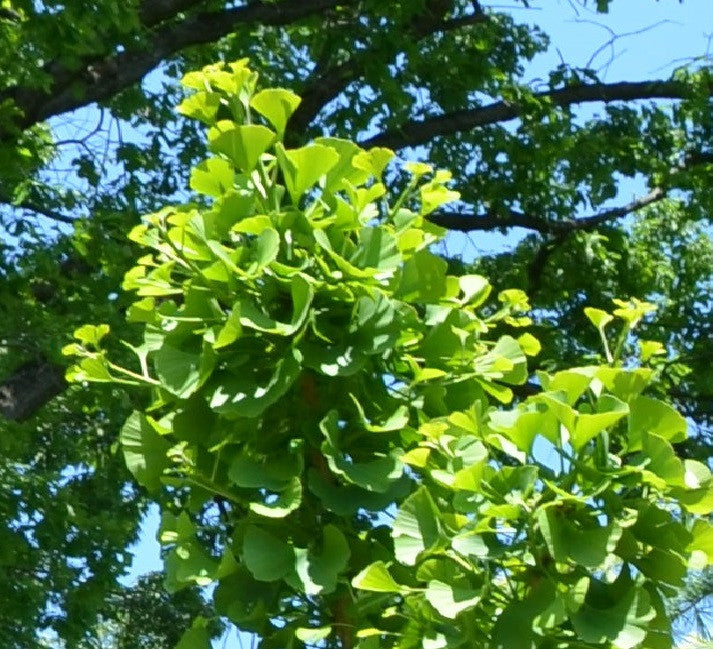 Ginkgo - The Diggers Club