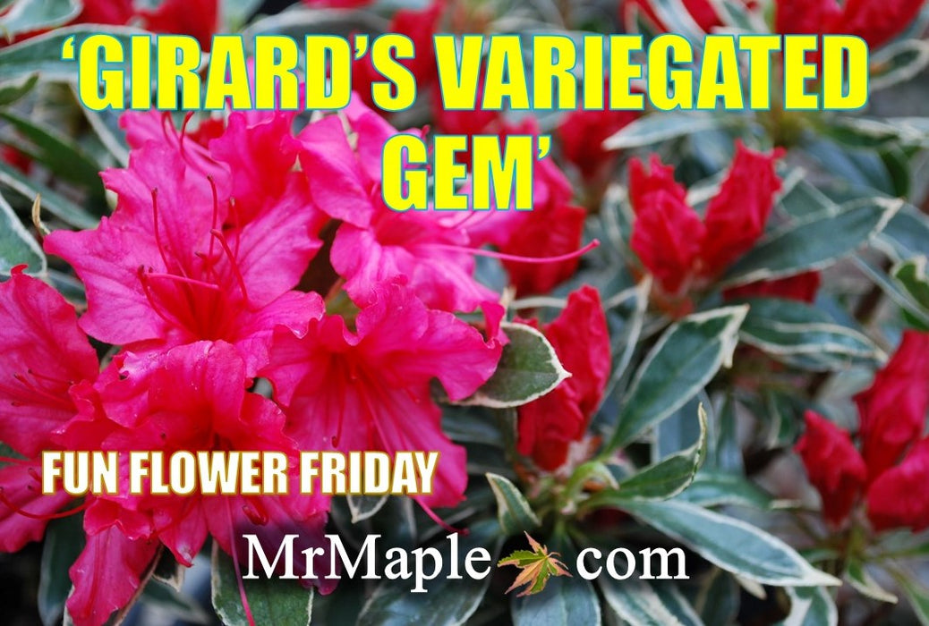 Azalea 'Girard’s Variegated Gem’ Evergreen Rose Pink Azalea