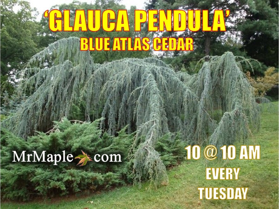Cedrus atlantica 'Glauca Pendula' Weeping Blue Atlas Cedar