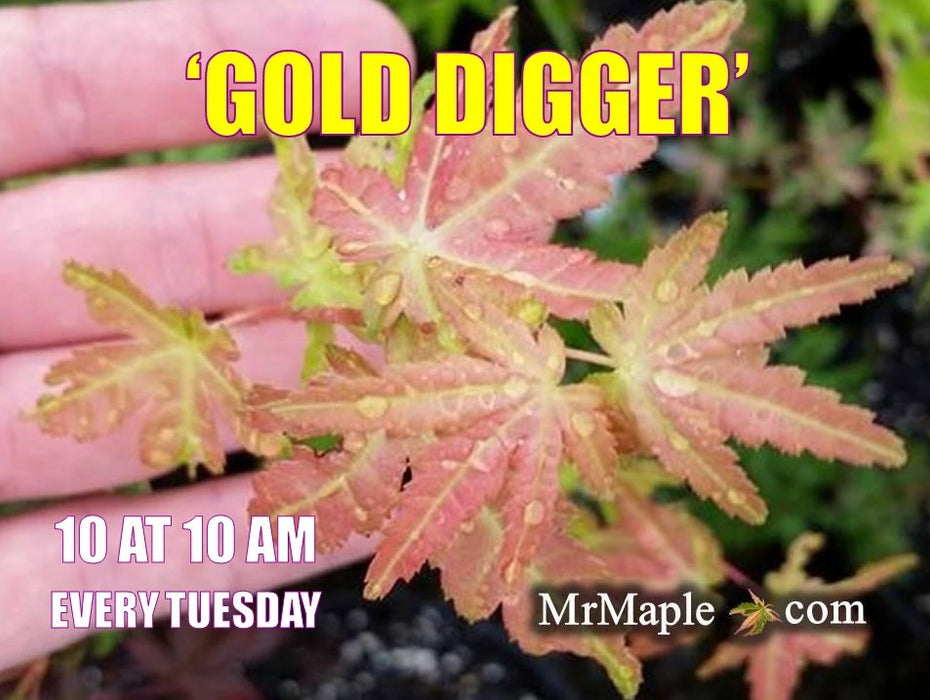 FOR PICK UP ONLY | Acer palmatum 'Gold Digger' Yellow Coral Bark Japanese Maple | DOES NOT SHIP