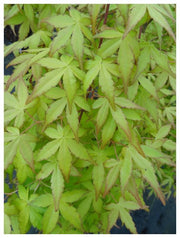 - Acer palmatum 'Golden Falls' Weeping Golden Japanese Maple - Mr Maple │ Buy Japanese Maple Trees