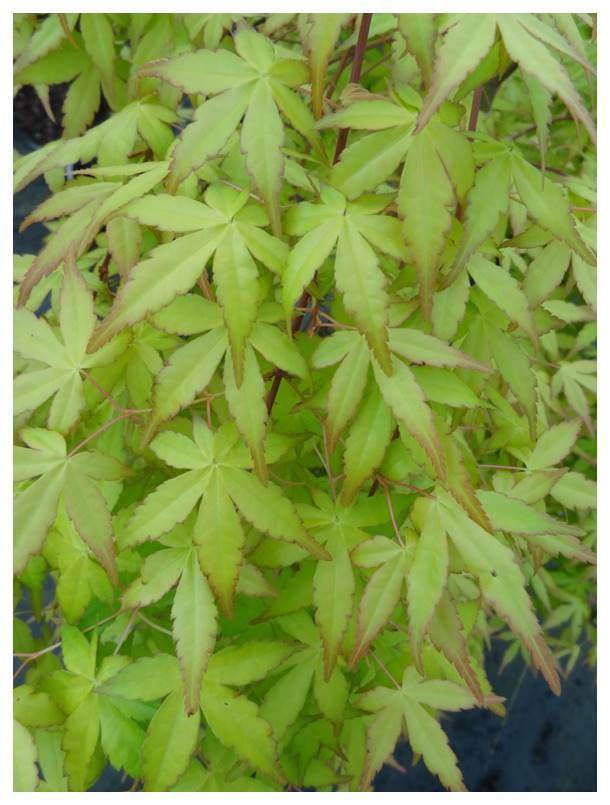 - Acer palmatum 'Golden Falls' Weeping Golden Japanese Maple - Mr Maple │ Buy Japanese Maple Trees