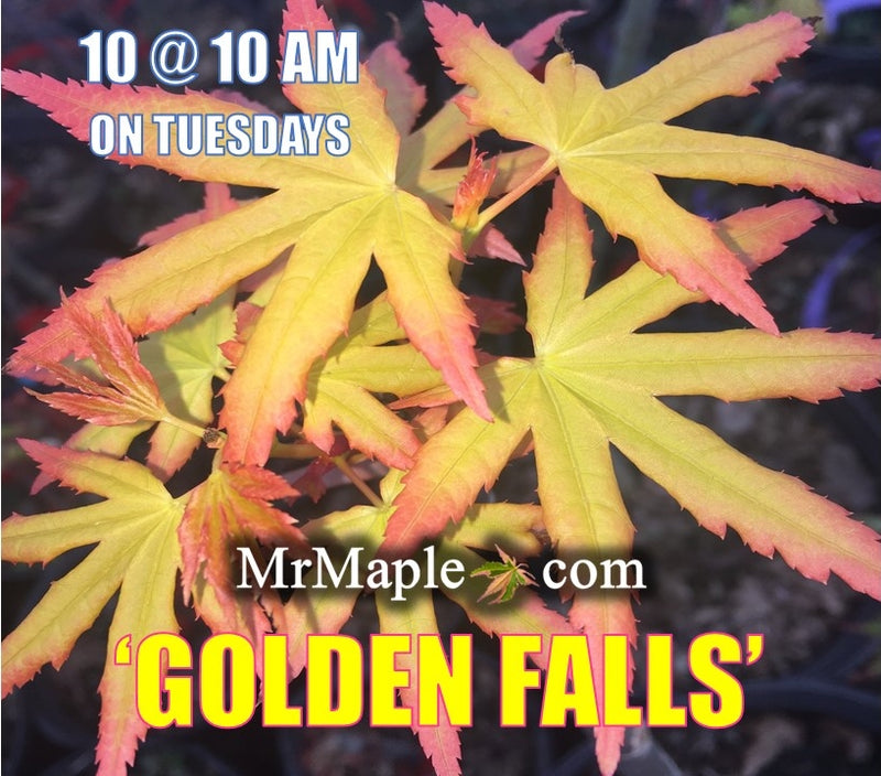 - Acer palmatum 'Golden Falls' Weeping Golden Japanese Maple - Mr Maple │ Buy Japanese Maple Trees