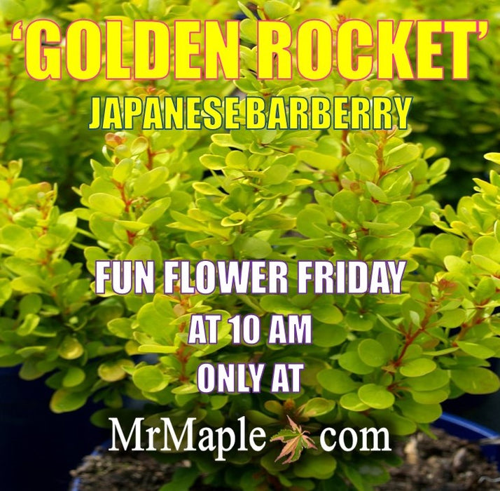 Berberis thunbergii ‘Golden Rocket’ Japanese Barberry