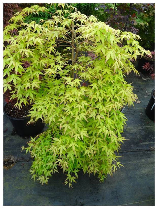 Acer palmatum 'Golden Falls' Weeping Golden Japanese Maple