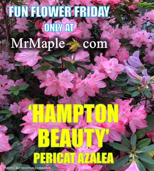 Azalea 'Hampton Beauty’ Pink Flowering Pericat Azalea