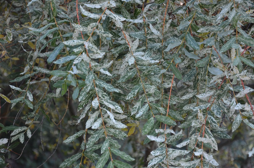 Salix 'Hakuro nishiki' Variegated Willow Tree