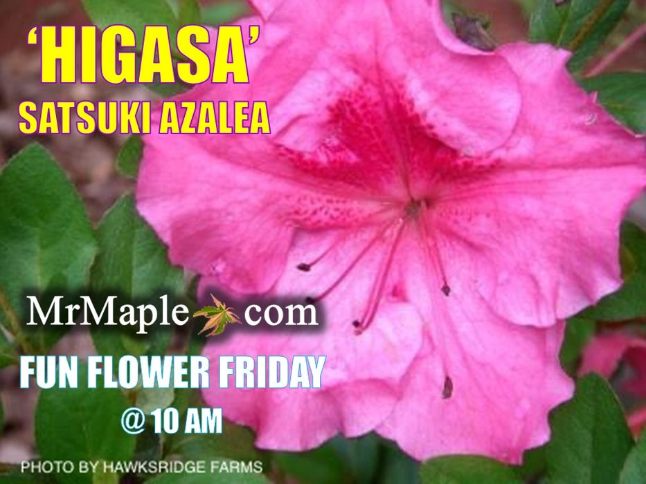 Azalea 'Higasa’ Pink Purple Satsuki Azalea