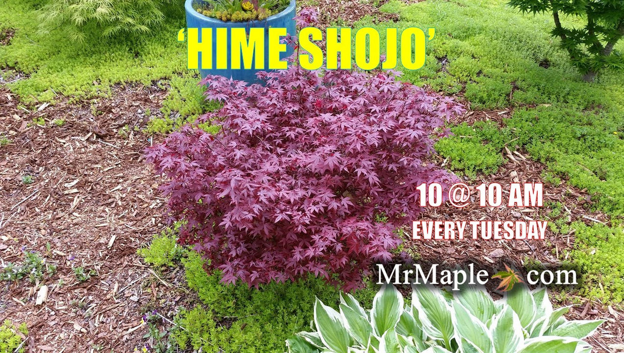 Acer palmatum 'Hime shojo' Dwarf Red Japanese Maple