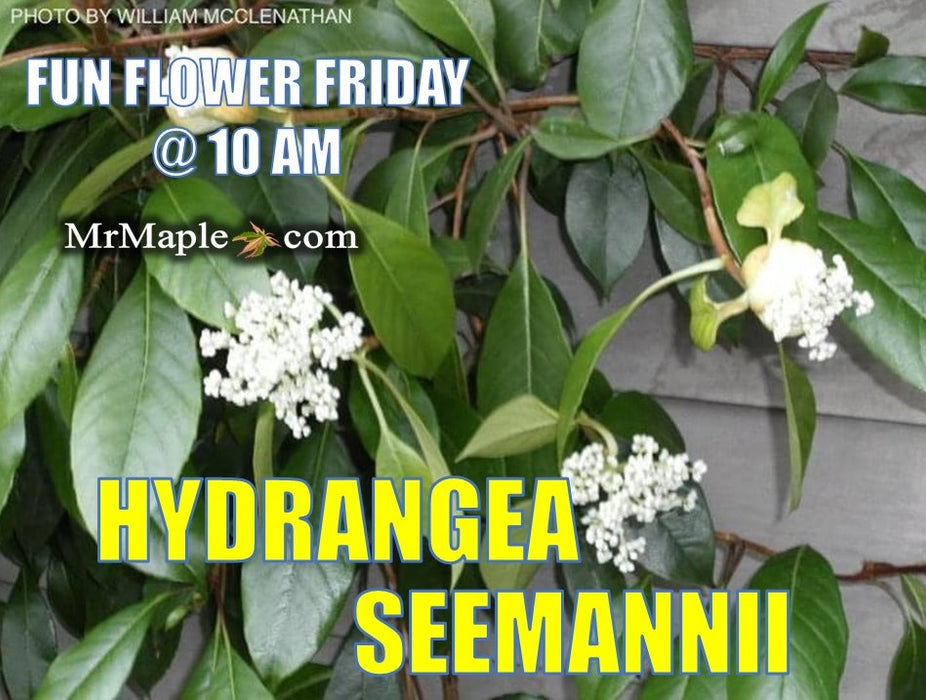 Hydrangea seemannii Evergreen Climbing Hydrangea