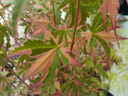 - Acer palmatum 'Beni shichihenge' Pink Variegated Japanese Maple - Mr Maple │ Buy Japanese Maple Trees