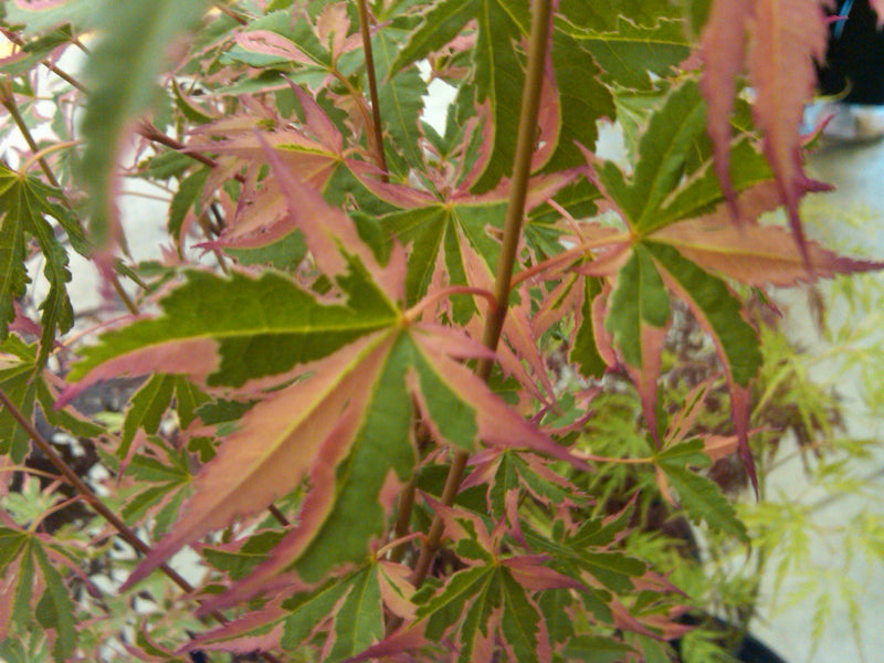 - Acer palmatum 'Beni shichihenge' Pink Variegated Japanese Maple - Mr Maple │ Buy Japanese Maple Trees