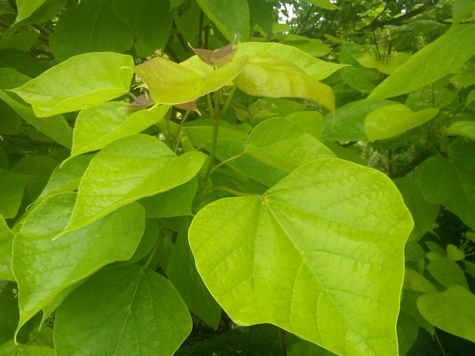 Catalpa bignonioides 'Aurea' Golden Southern Indian Bean Tree
