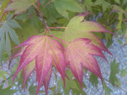 - Acer palmatum 'Tsuma gaki' Japanese Maple - Mr Maple │ Buy Japanese Maple Trees