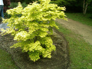 - Acer palmatum 'Orange Dream' Japanese Maple - Mr Maple │ Buy Japanese Maple Trees