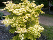 - Acer palmatum 'Orange Dream' Japanese Maple - Mr Maple │ Buy Japanese Maple Trees