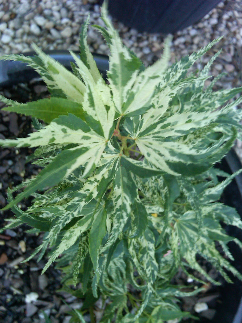 - Acer palmatum 'Snow Kitten' Japanese Maple - Mr Maple │ Buy Japanese Maple Trees