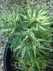 - Acer palmatum 'Snow Kitten' Japanese Maple - Mr Maple │ Buy Japanese Maple Trees