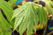 - Acer japonicum ‘Rising Sun’ Japanese Maple - Mr Maple │ Buy Japanese Maple Trees
