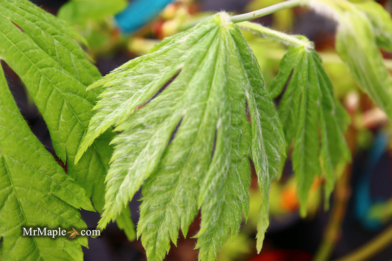 - Acer japonicum ‘Rising Sun’ Japanese Maple - Mr Maple │ Buy Japanese Maple Trees