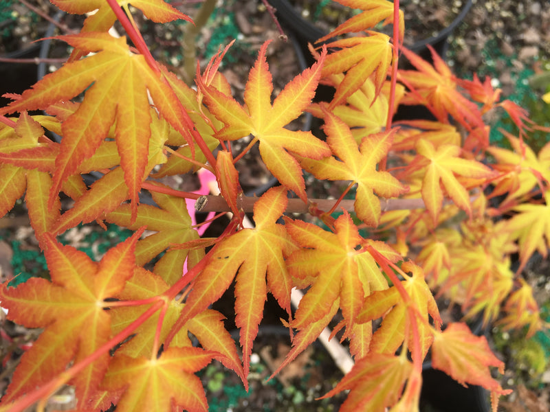 - Acer palmatum 'Alan's Gold' Pinebark Japanese Maple - Mr Maple │ Buy Japanese Maple Trees