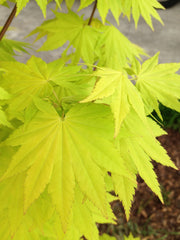 - Acer shirasawanum 'Jordan' Golden Full Moon Japanese Maple - Mr Maple │ Buy Japanese Maple Trees