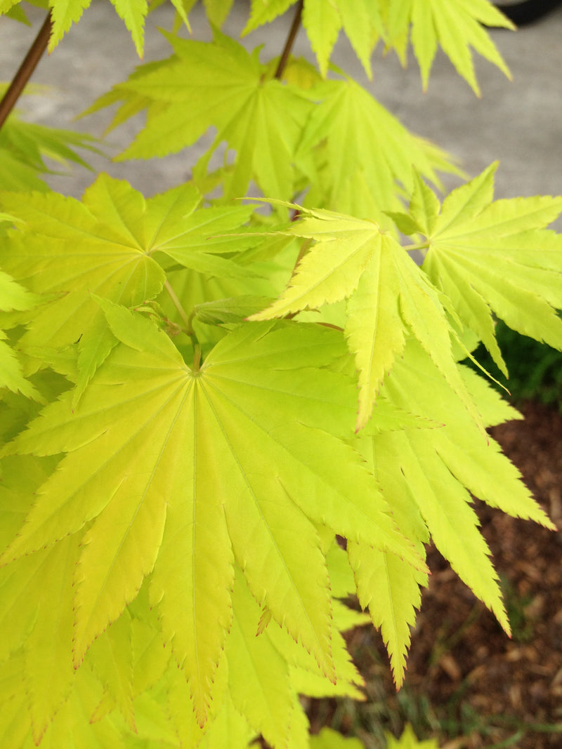 - Acer shirasawanum 'Jordan' Golden Full Moon Japanese Maple - Mr Maple │ Buy Japanese Maple Trees