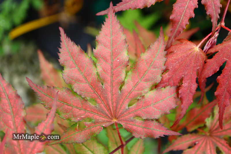 - Acer palmatum 'Purple Ghost' Japanese Maple - Mr Maple │ Buy Japanese Maple Trees