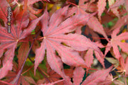 - Acer palmatum 'Purple Ghost' Japanese Maple - Mr Maple │ Buy Japanese Maple Trees