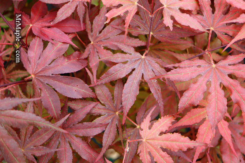 - Acer palmatum 'Purple Ghost' Japanese Maple - Mr Maple │ Buy Japanese Maple Trees