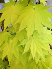 - Acer shirasawanum 'Jordan' Golden Full Moon Japanese Maple - Mr Maple │ Buy Japanese Maple Trees