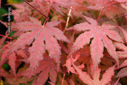 - Acer palmatum 'Purple Ghost' Japanese Maple - Mr Maple │ Buy Japanese Maple Trees