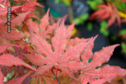 - Acer palmatum 'Purple Ghost' Japanese Maple - Mr Maple │ Buy Japanese Maple Trees